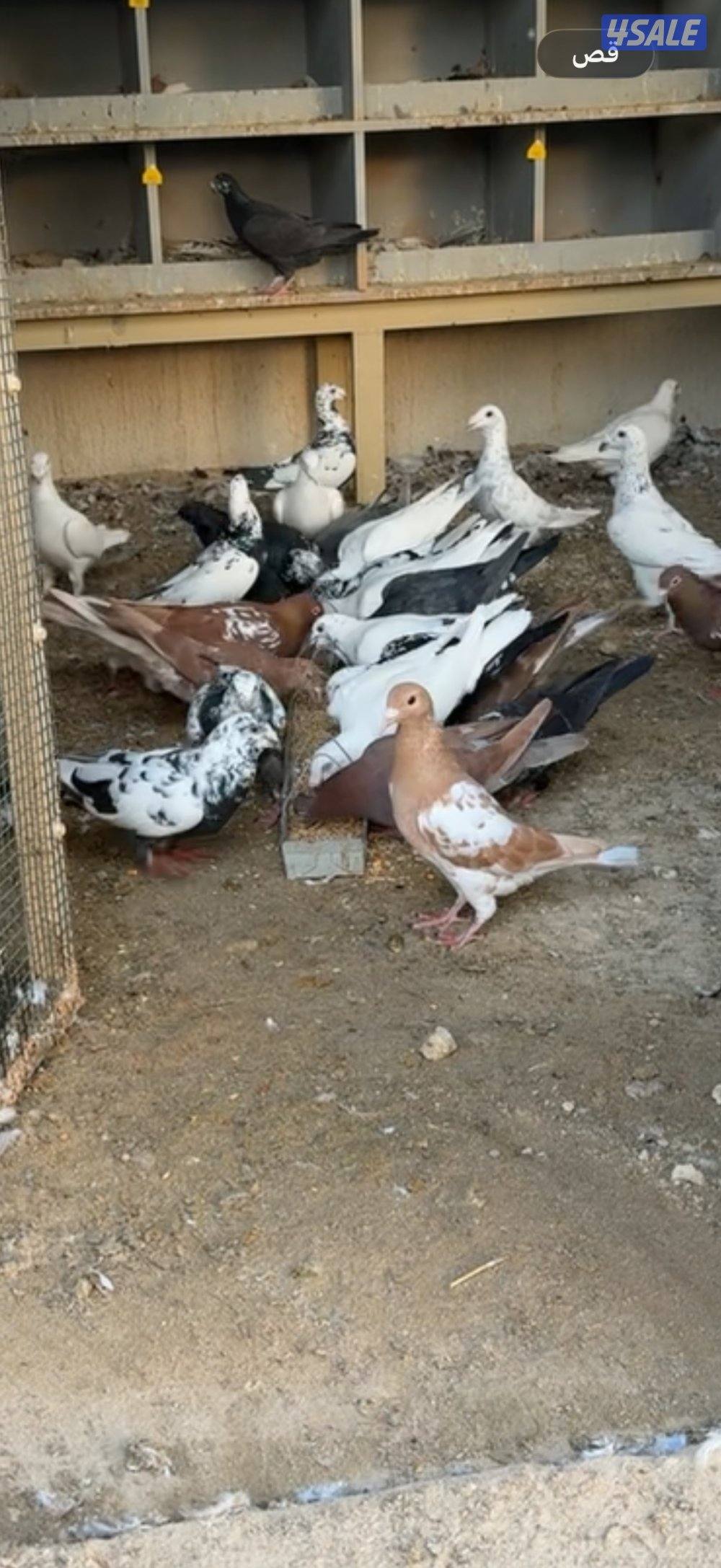 للبيع زاجل جوكلت هنغاري و بلجيكي0