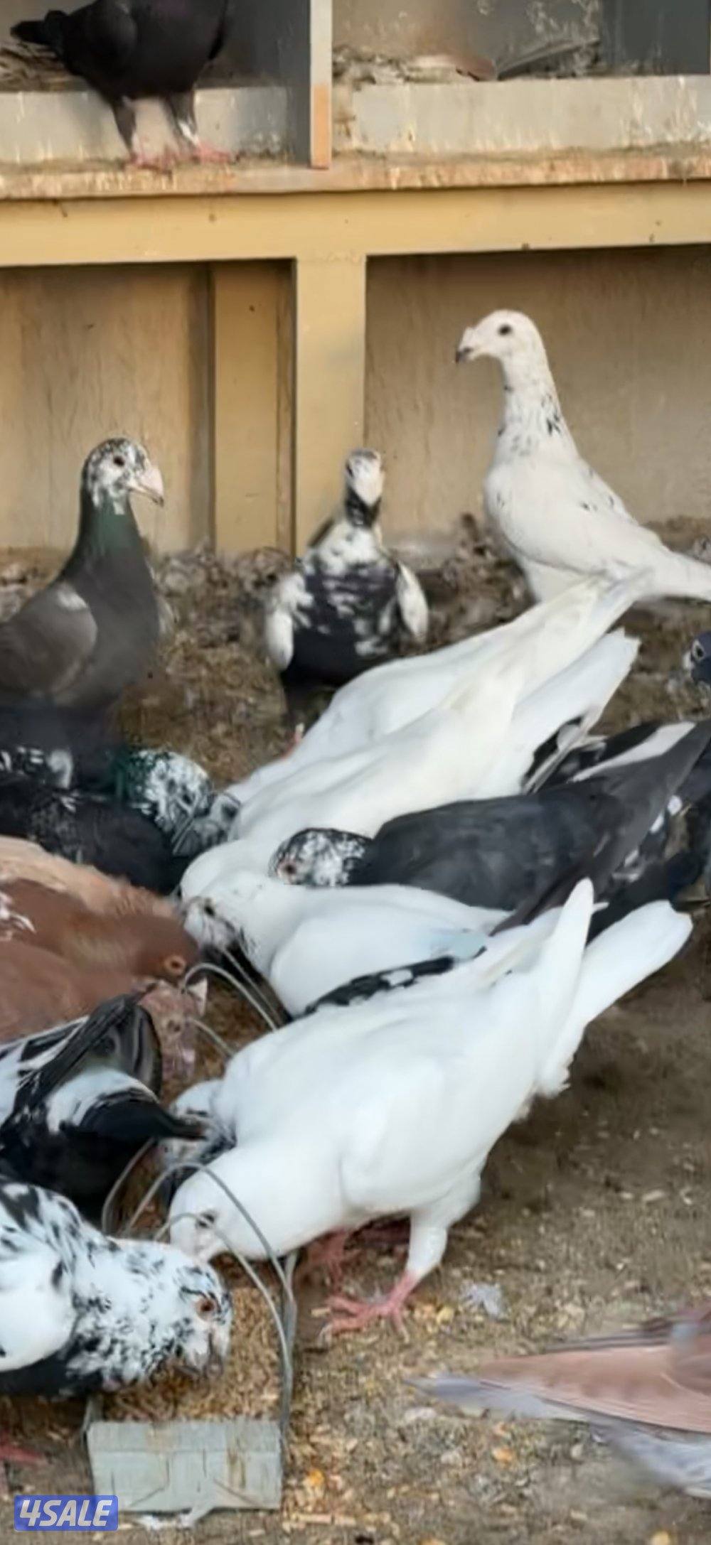 للبيع زاجل جوكلت هنغاري و بلجيكي1