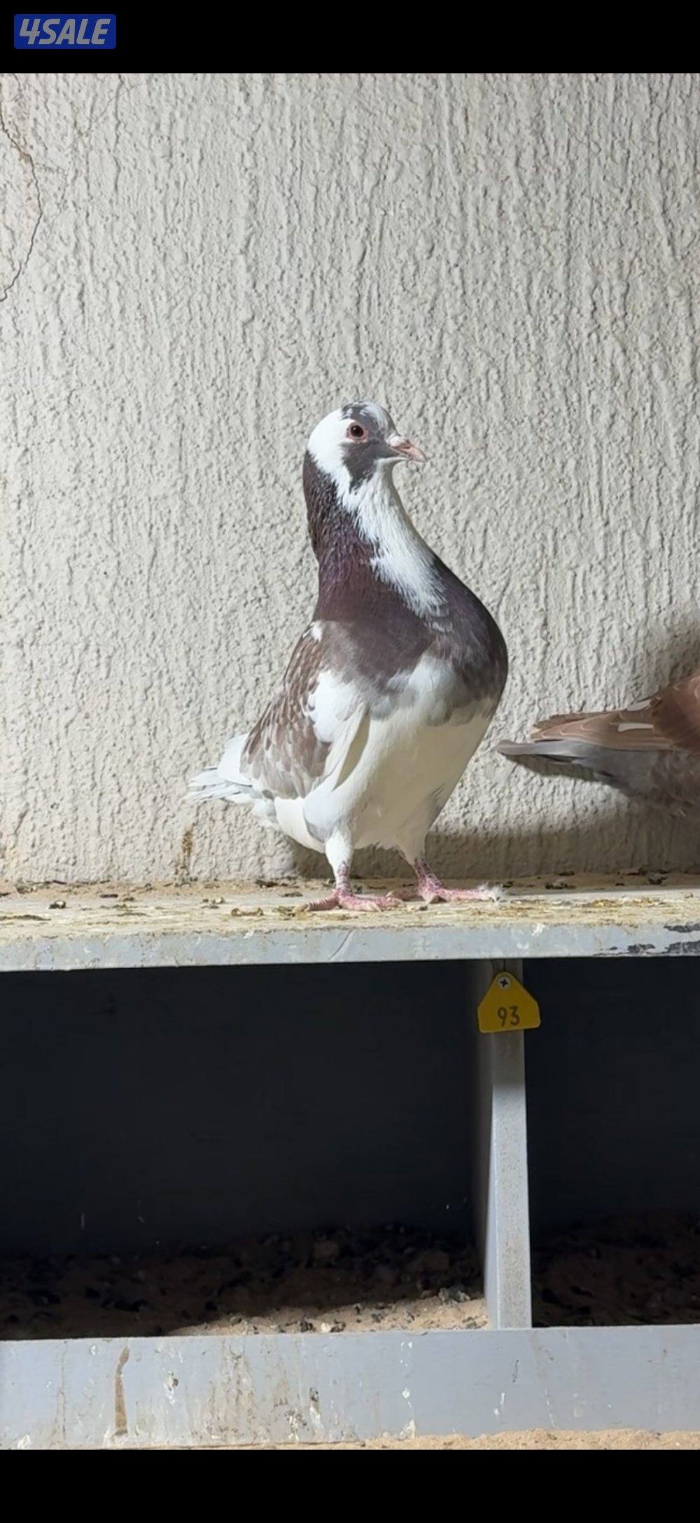 للبيع لاحم فرنسي اصلي1