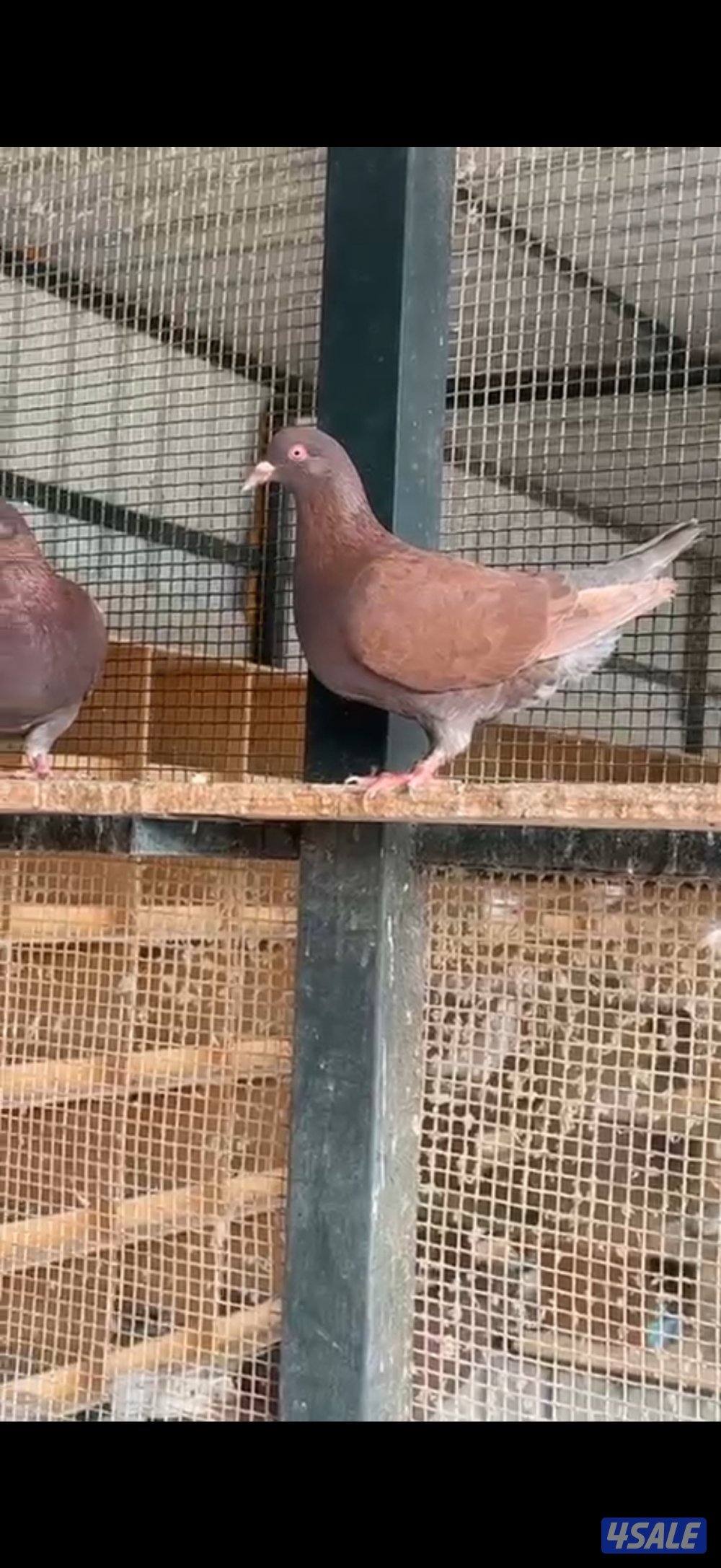 للبيع لاحم فرنسي اصلي2