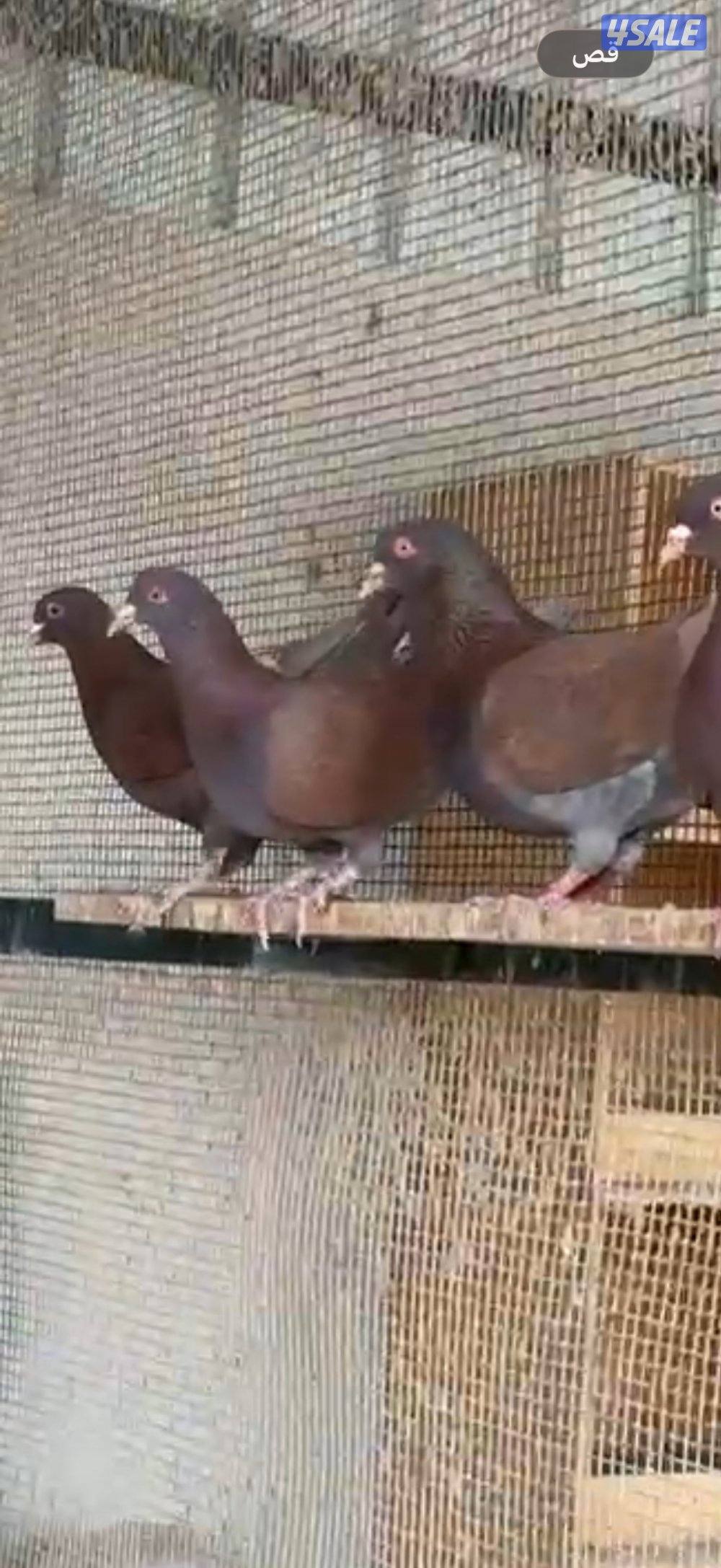 للبيع لاحم فرنسي اصلي3