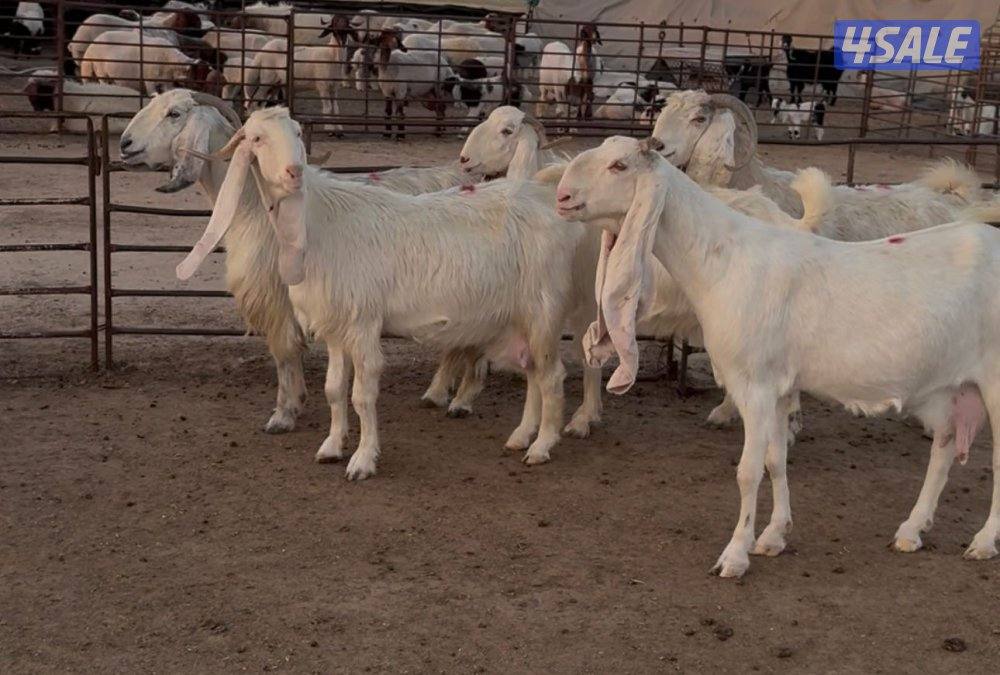 شبك الاذاعه0