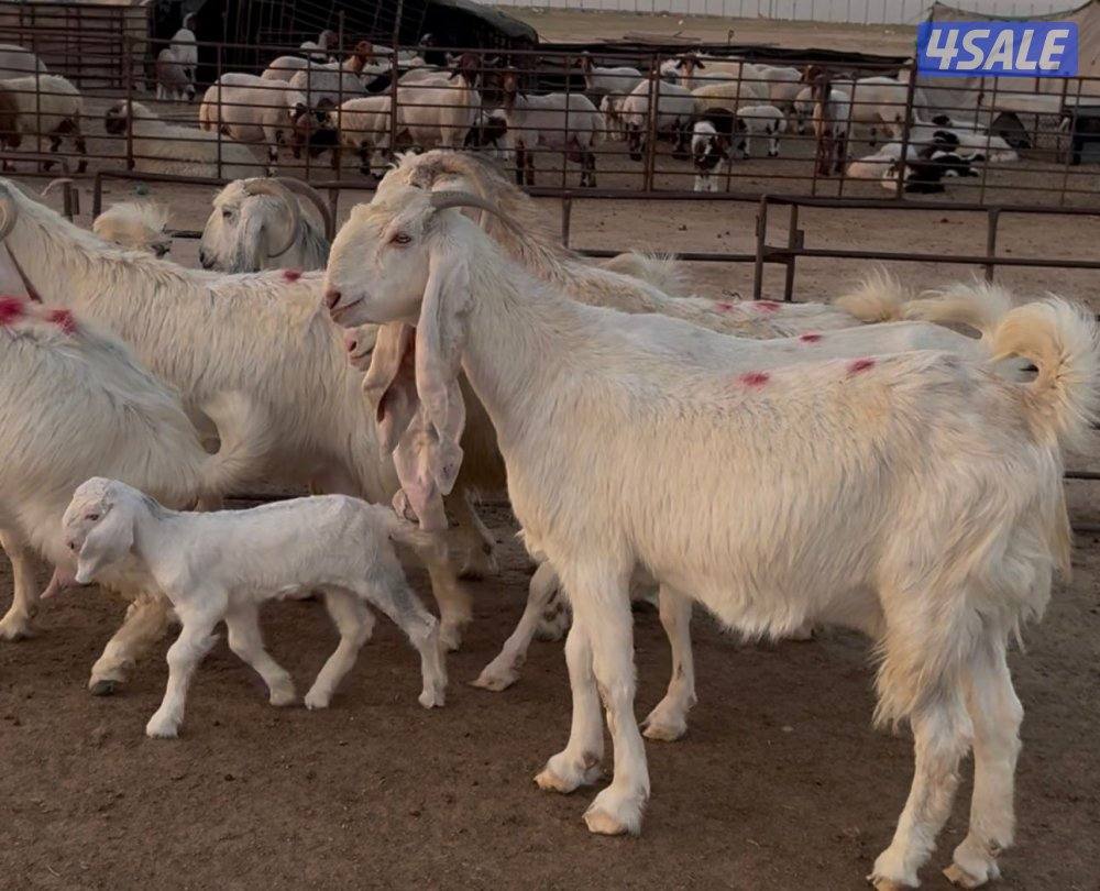 شبك الاذاعه3