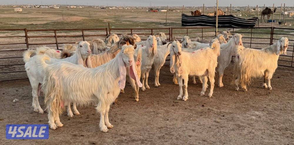 شبك الاذاعه2