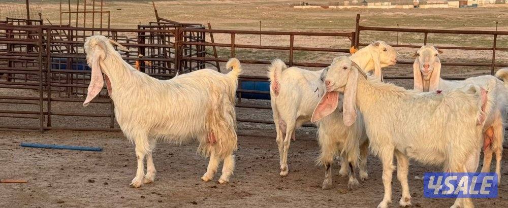 شبك الاذاعه5