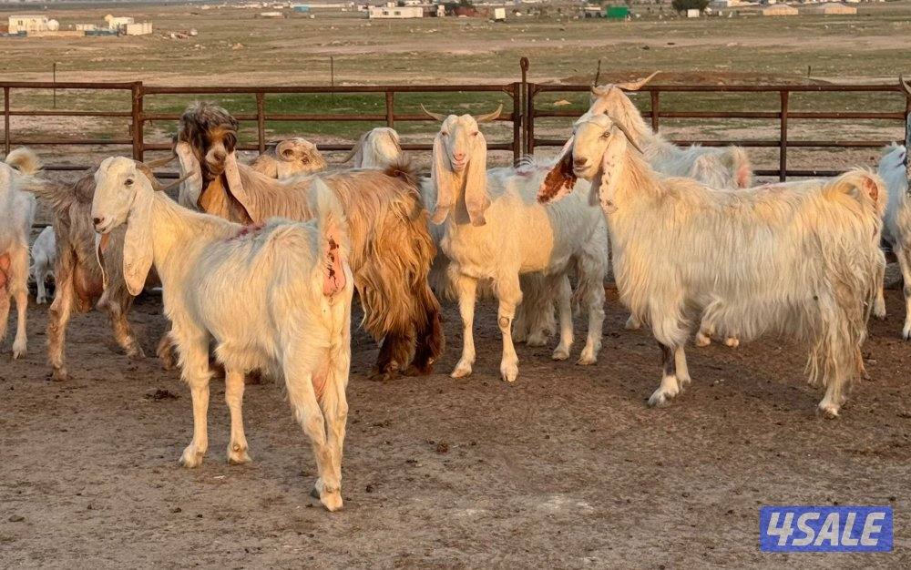 شبك الاذاعه6