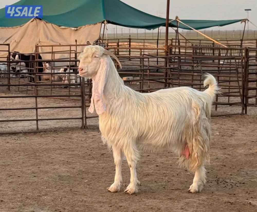 شبك الاذاعه7