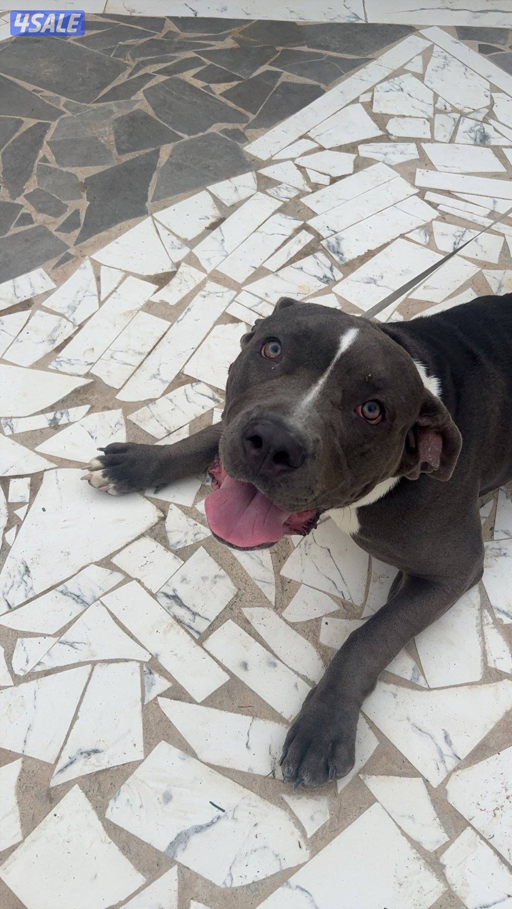 للبيع بتبول نثيه ٧ شهور0