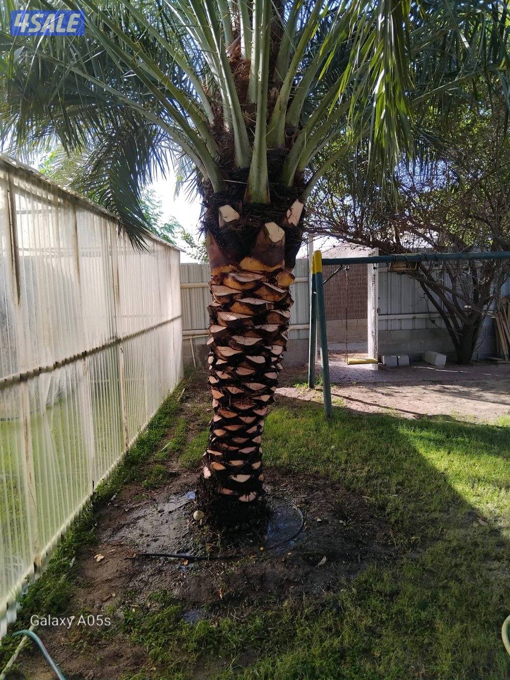 اهوازي للنخيل تكريب او تنضيف او تلقيح0