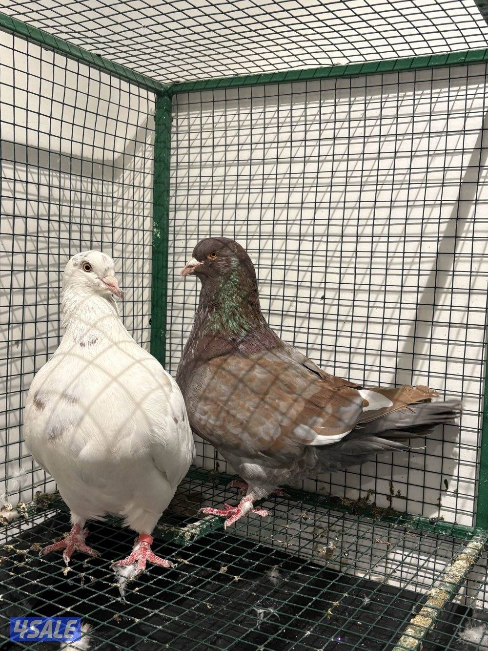 لاحم مطور مواليد ٢٤ شرط منتج مطعم وماخذ كورس فيتامينات زوج نظيف السعر0