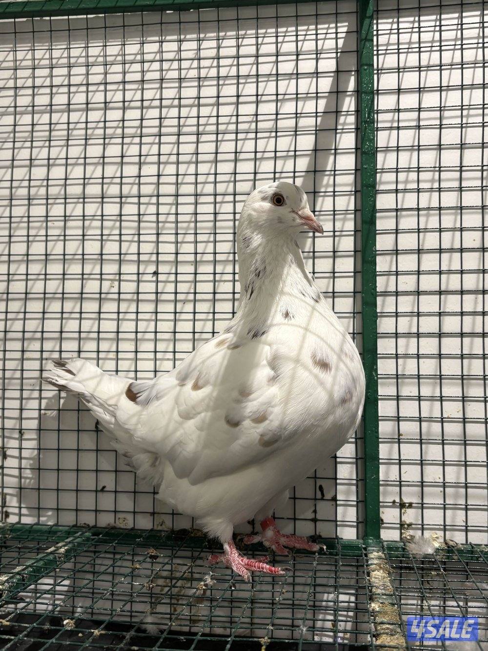 لاحم مطور مواليد ٢٤ شرط منتج مطعم وماخذ كورس فيتامينات زوج نظيف السعر1