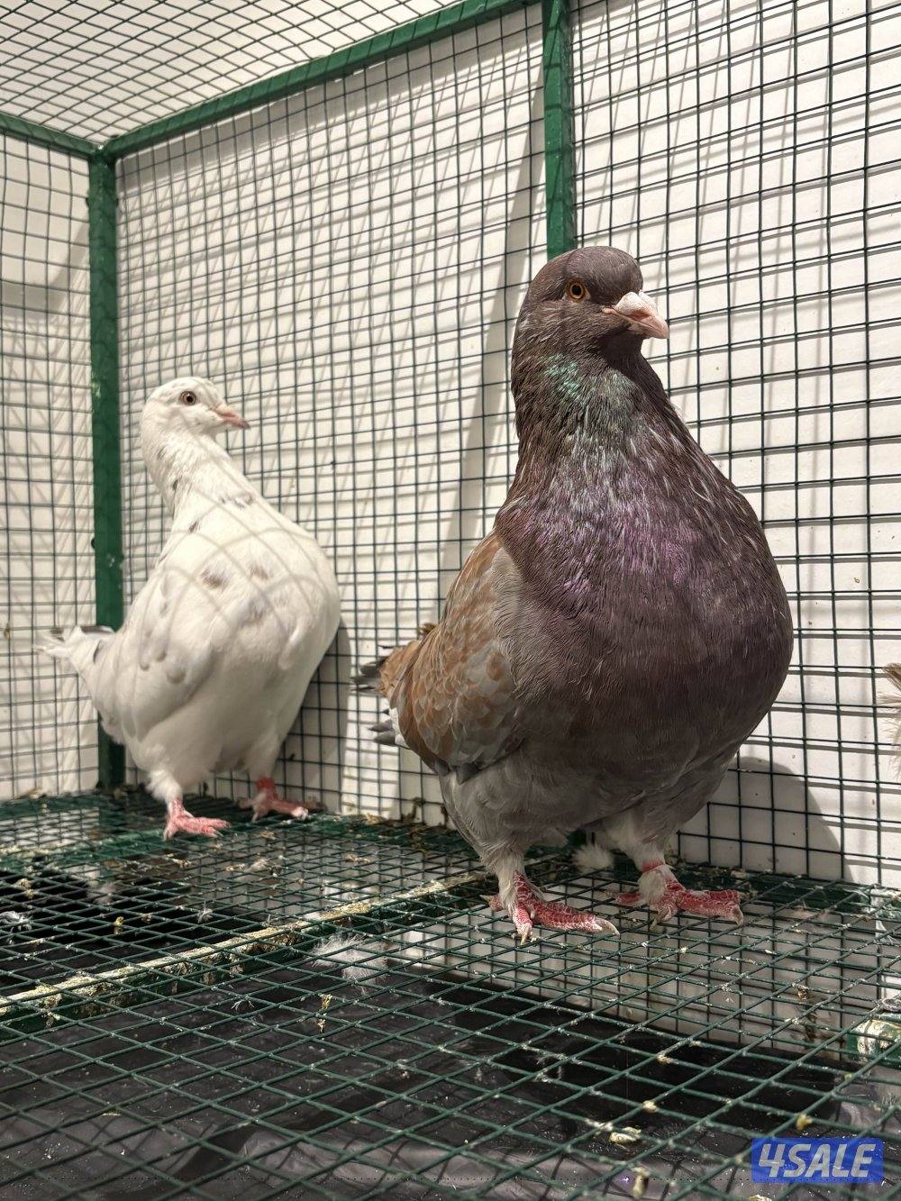 لاحم مطور مواليد ٢٤ شرط منتج مطعم وماخذ كورس فيتامينات زوج نظيف السعر3