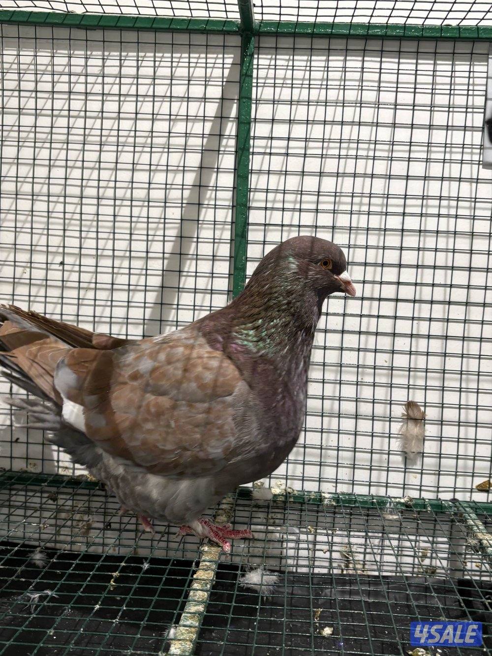 لاحم مطور مواليد ٢٤ شرط منتج مطعم وماخذ كورس فيتامينات زوج نظيف السعر4