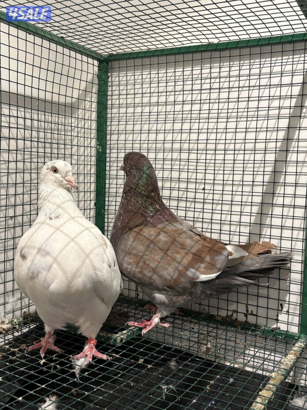 لاحم مطور مواليد ٢٤ شرط منتج مطعم وماخذ كورس فيتامينات زوج نظيف السعر5