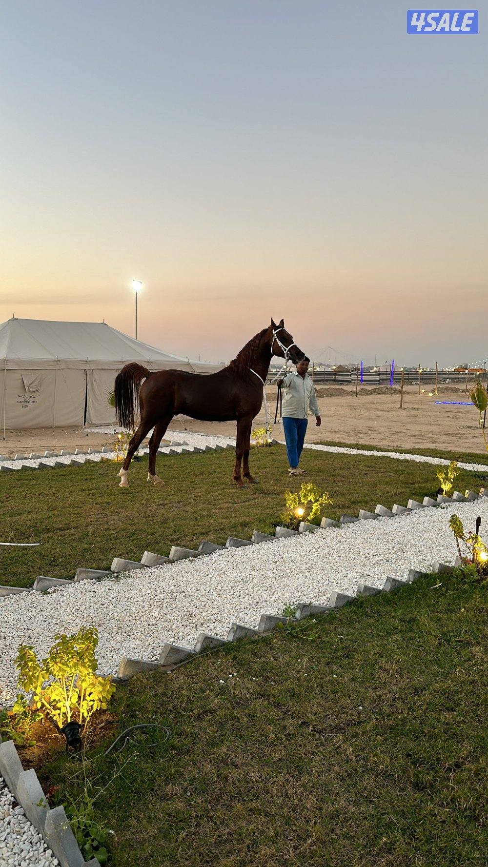 للبيع حصان بلدي شيخخ0