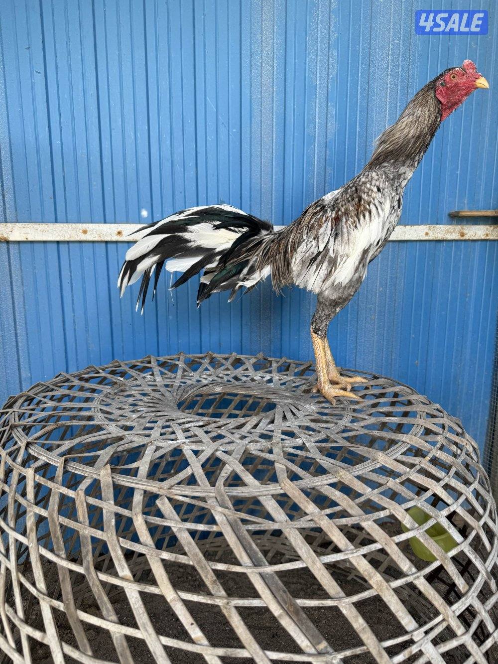 تايلندي رفيع0