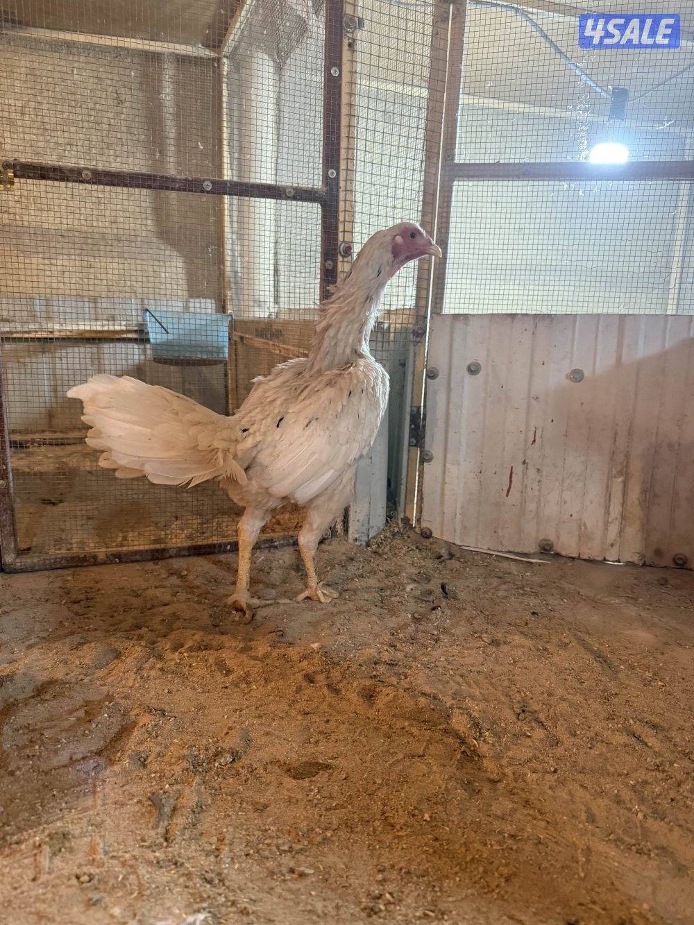 تايلندي رفيع2