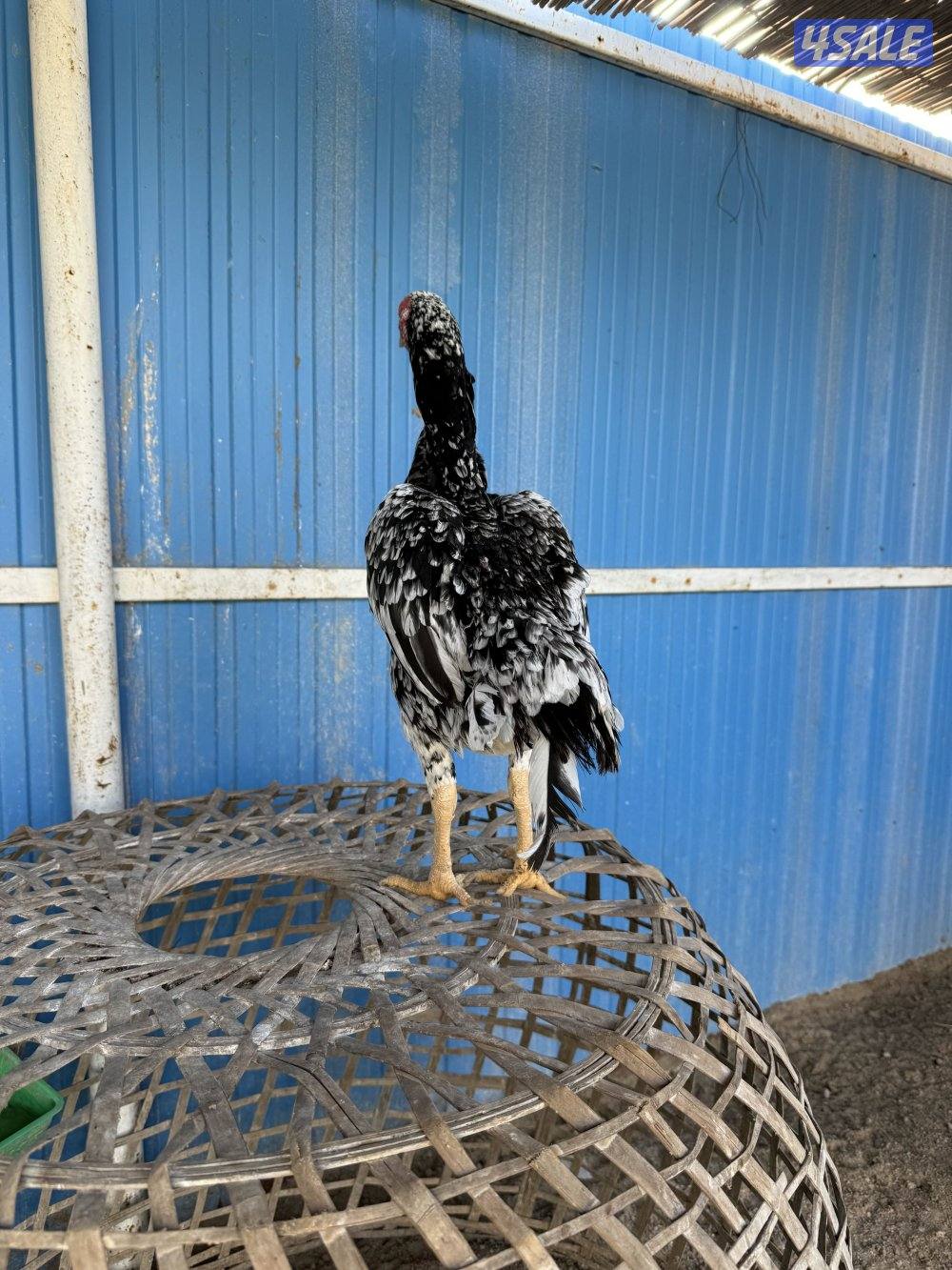 تايلندي رفيع3