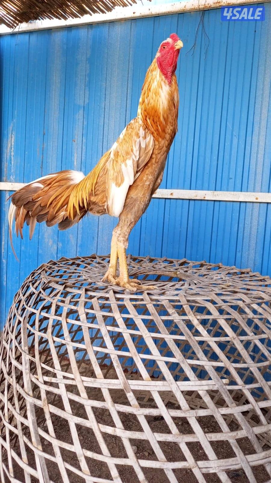 تايلندي رفيع4