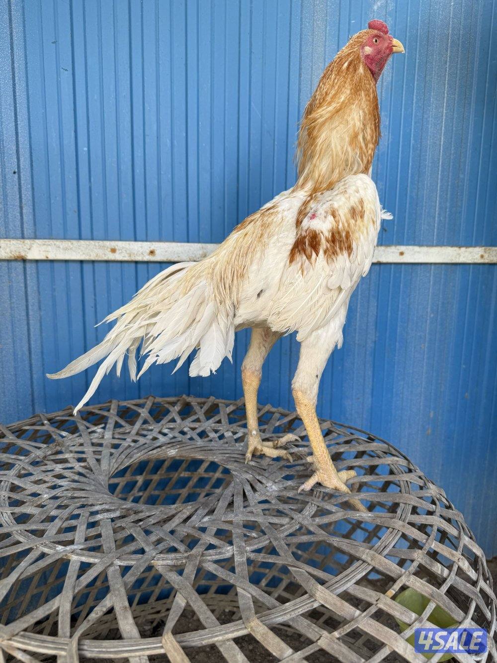 تايلندي رفيع5