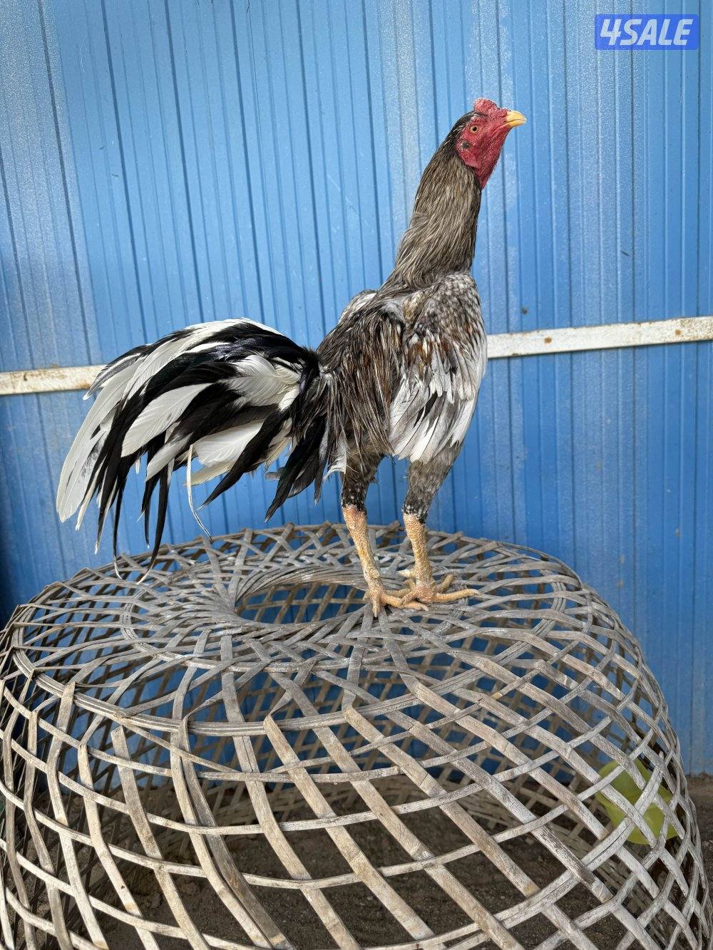 تايلندي رفيع6