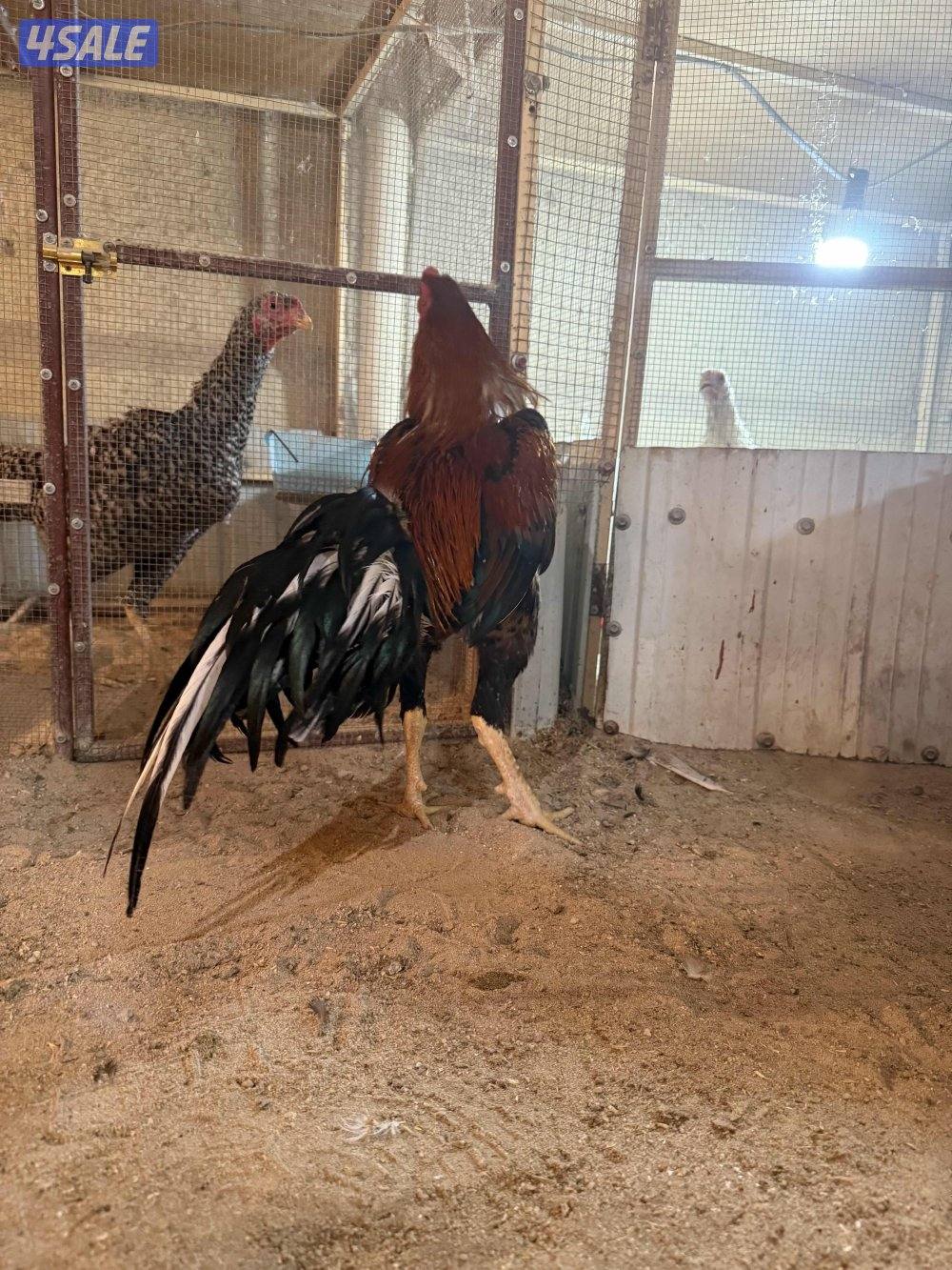 تايلندي رفيع7