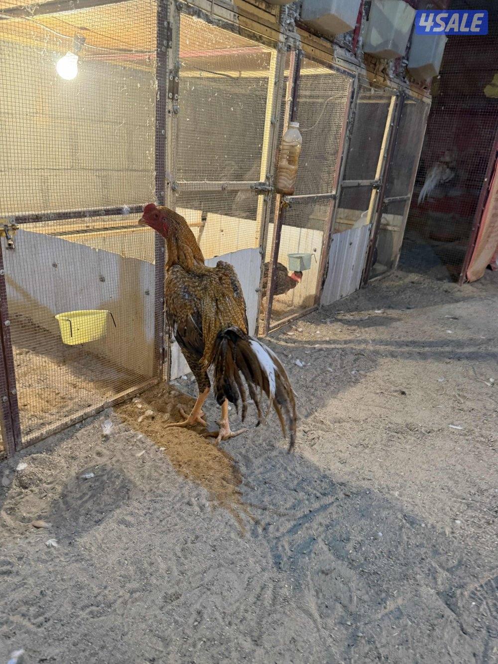 تايلندي رفيع8