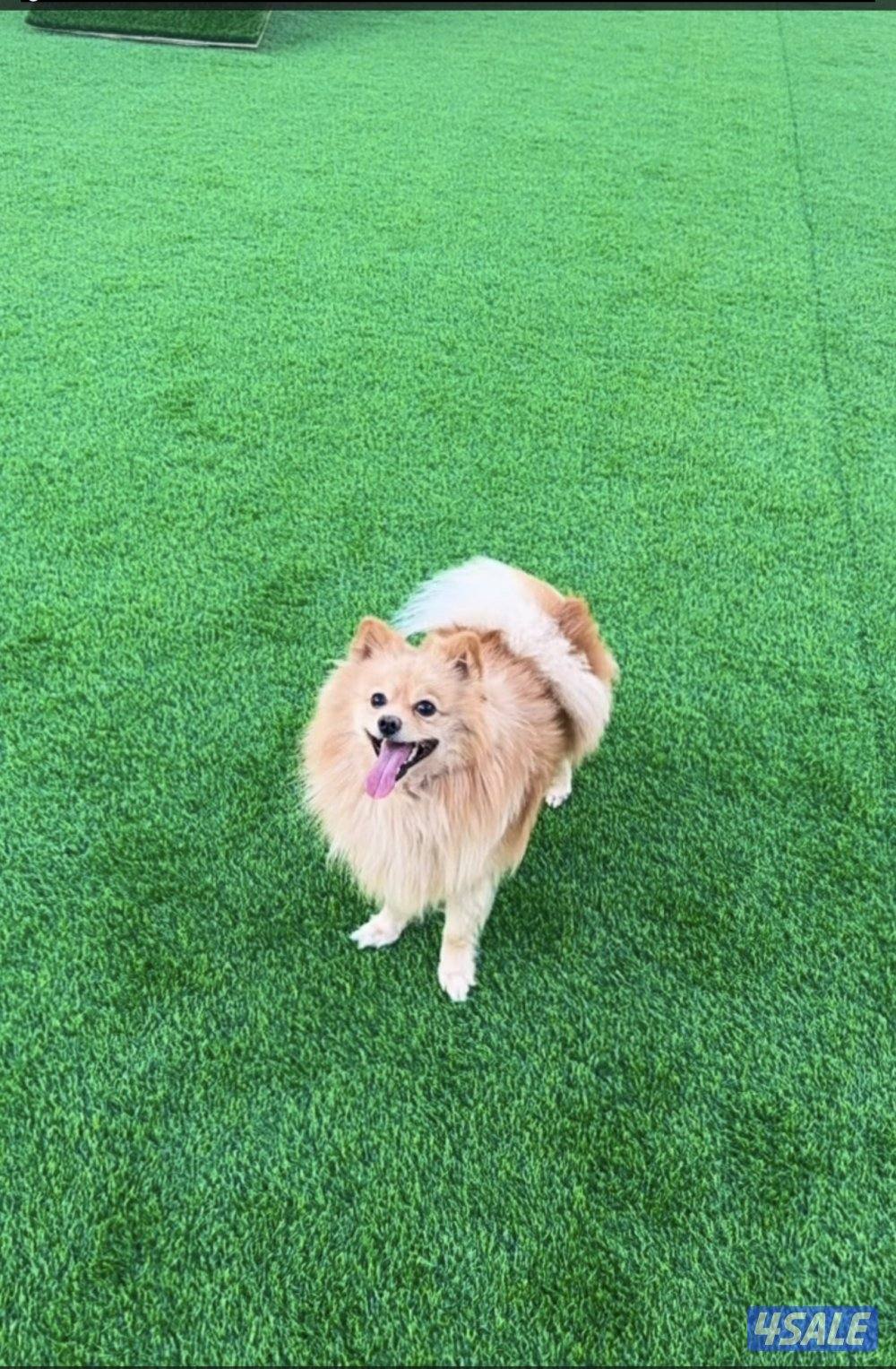 بومامرين العمر سنه ونص مدرب0