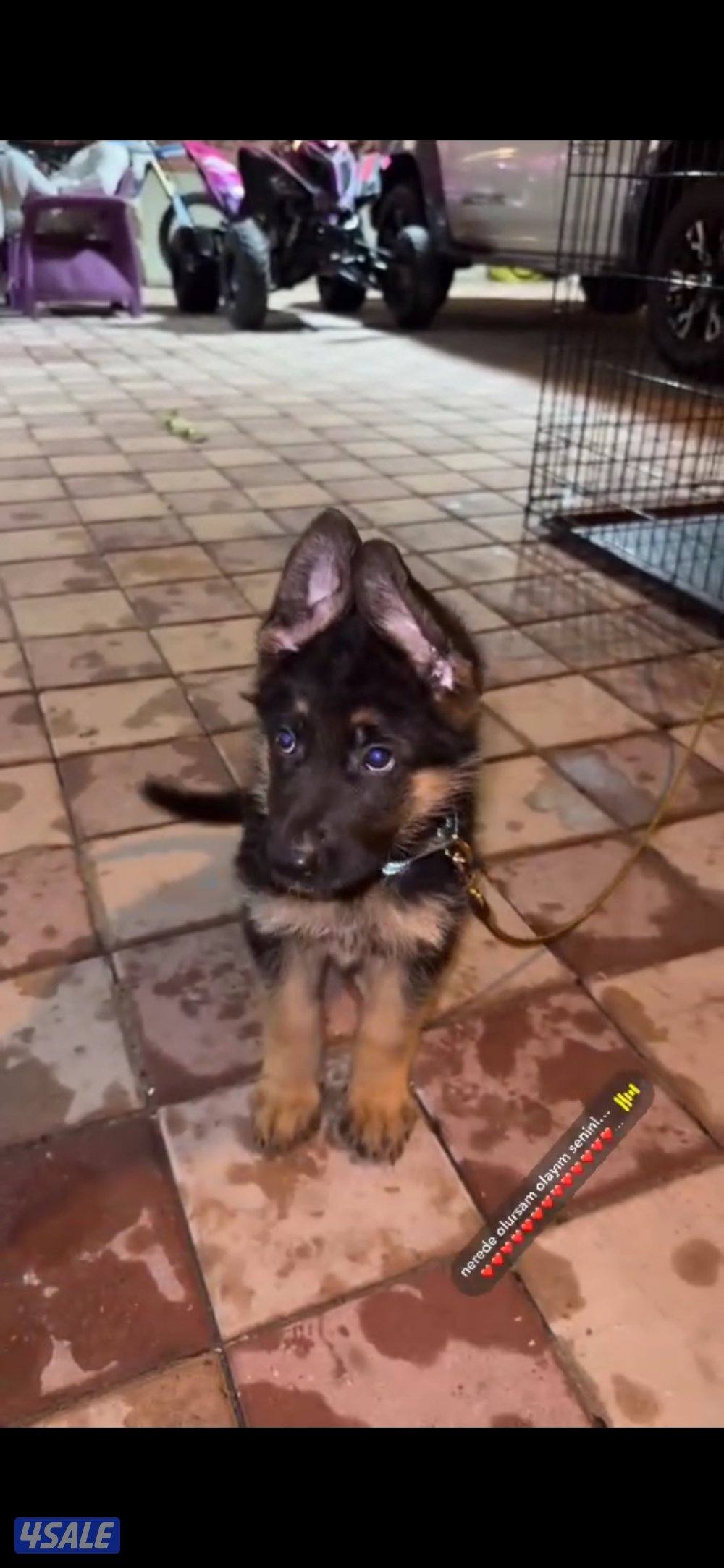 للبيع جيرمن شيبرد1