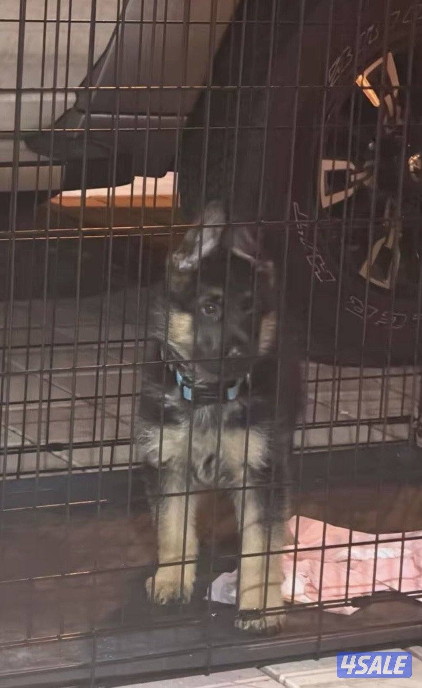 للبيع جيرمن شيبرد2