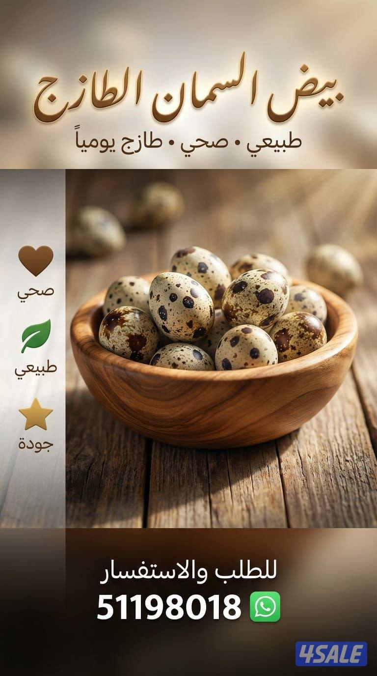 للبيع بيض فري تجميع يومي التواصل واتس اب0