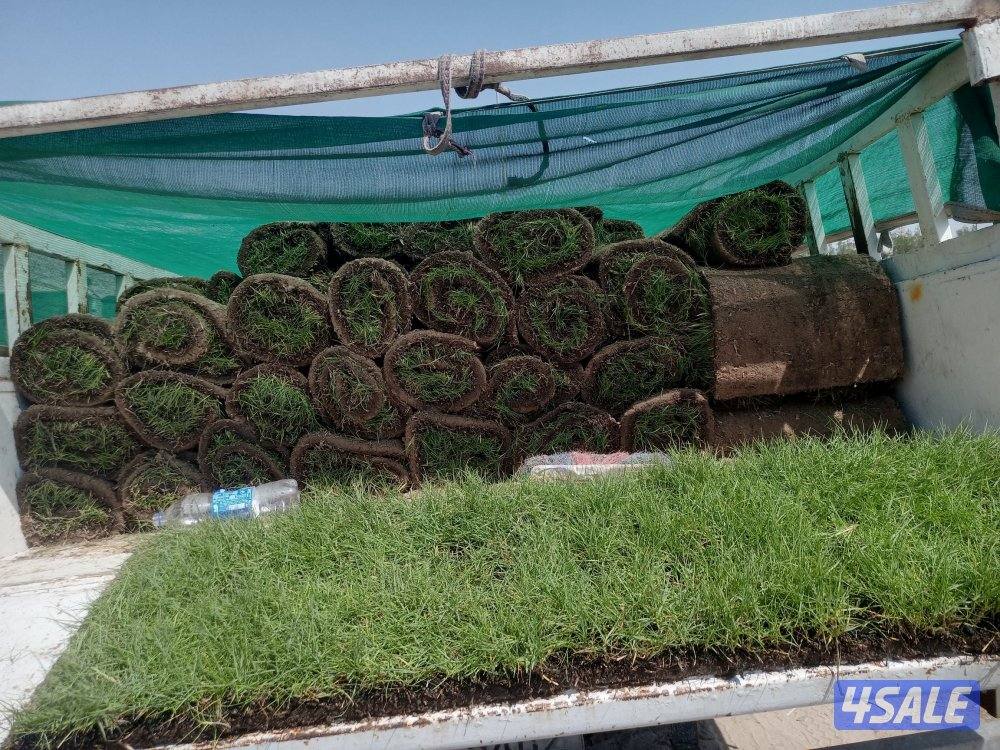 للبيع ثيل صناعي وتنسيق حدائق وزرعت ثيل طبيعي13