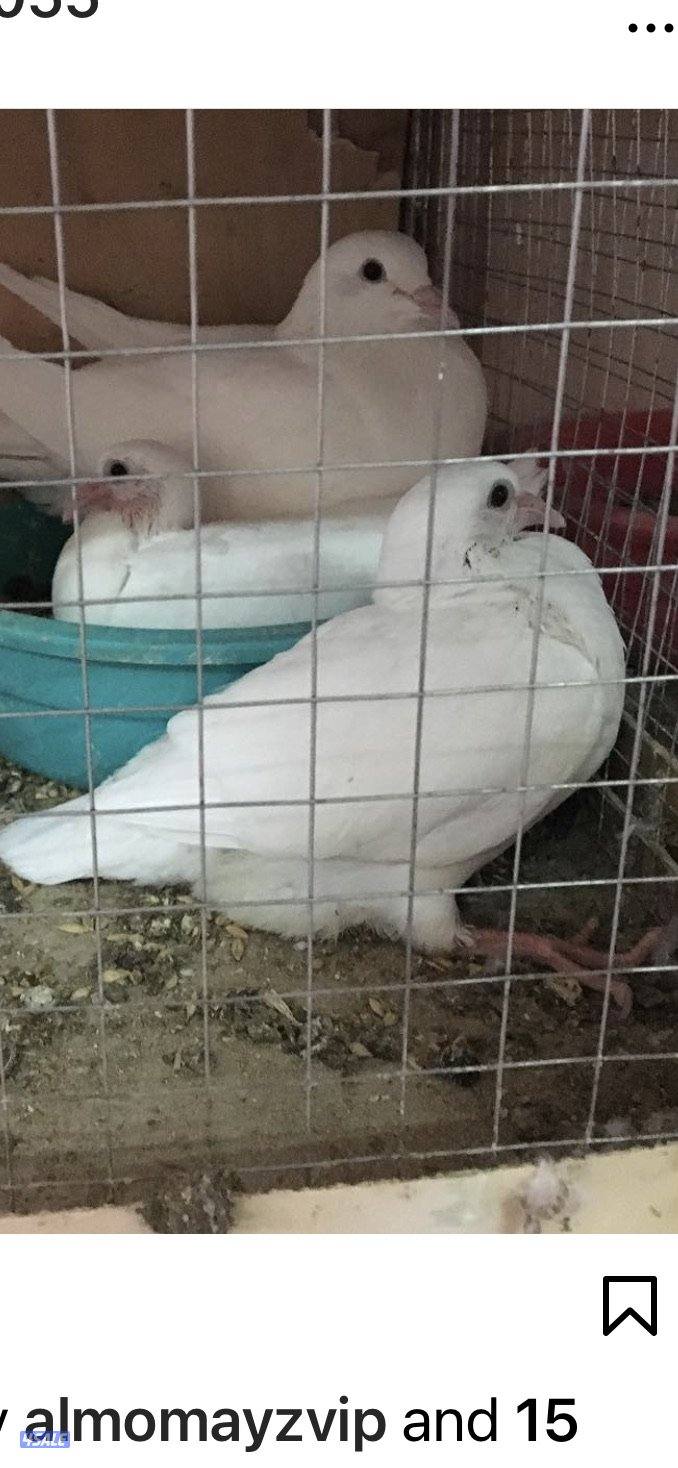 للبيع ازواج لاحم  من داخل الخانات0