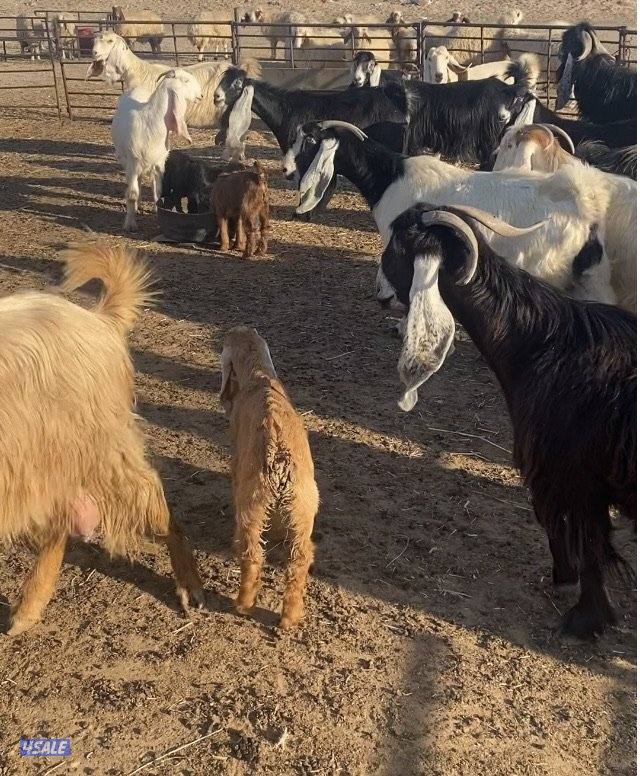 20عوارض فاخرة ملاوين مع تيس 6مطافيل 7دفيع والباقي توةمقرعة منوة الجناي0