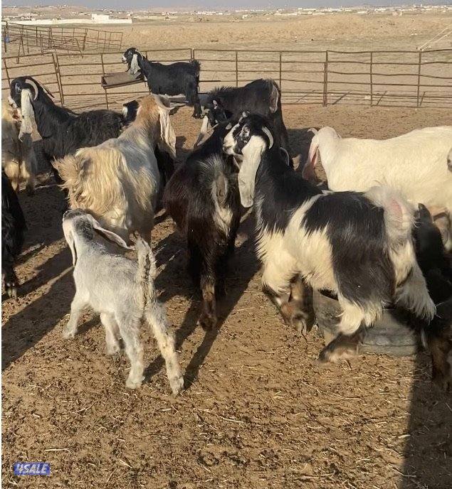 20عوارض فاخرة ملاوين مع تيس 6مطافيل 7دفيع والباقي توةمقرعة منوة الجناي1