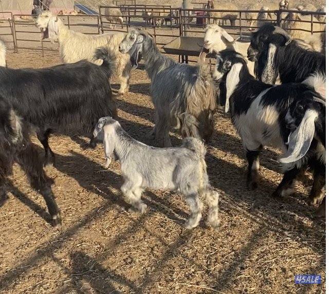 20عوارض فاخرة ملاوين مع تيس 6مطافيل 7دفيع والباقي توةمقرعة منوة الجناي3