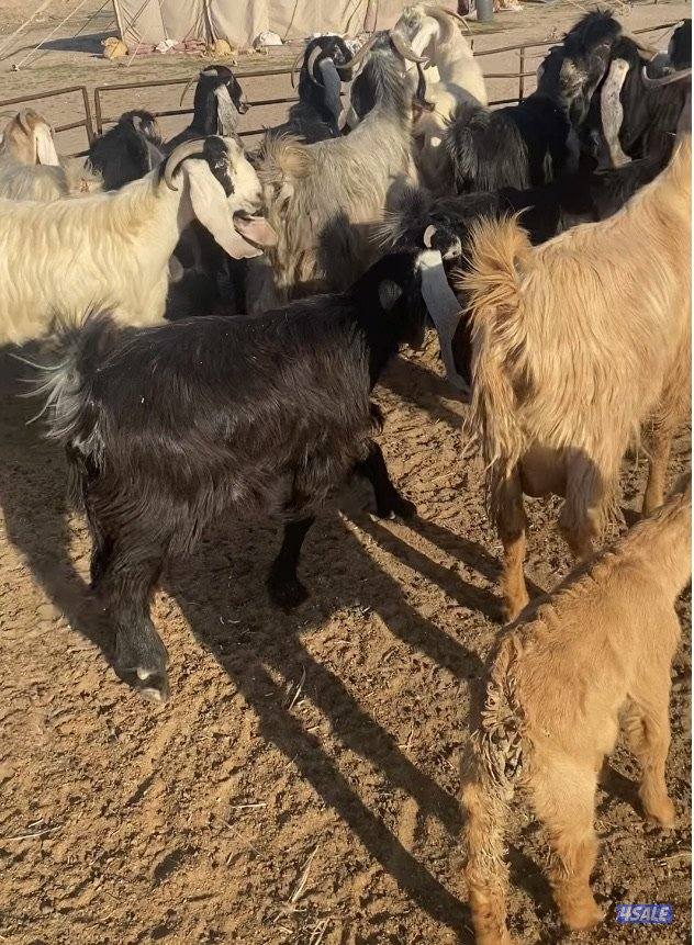 20عوارض فاخرة ملاوين مع تيس 6مطافيل 7دفيع والباقي توةمقرعة منوة الجناي2