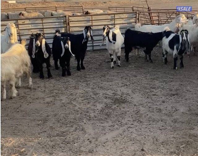 20عوارض فاخرة ملاوين مع تيس 6مطافيل 7دفيع والباقي توةمقرعة منوة الجناي4