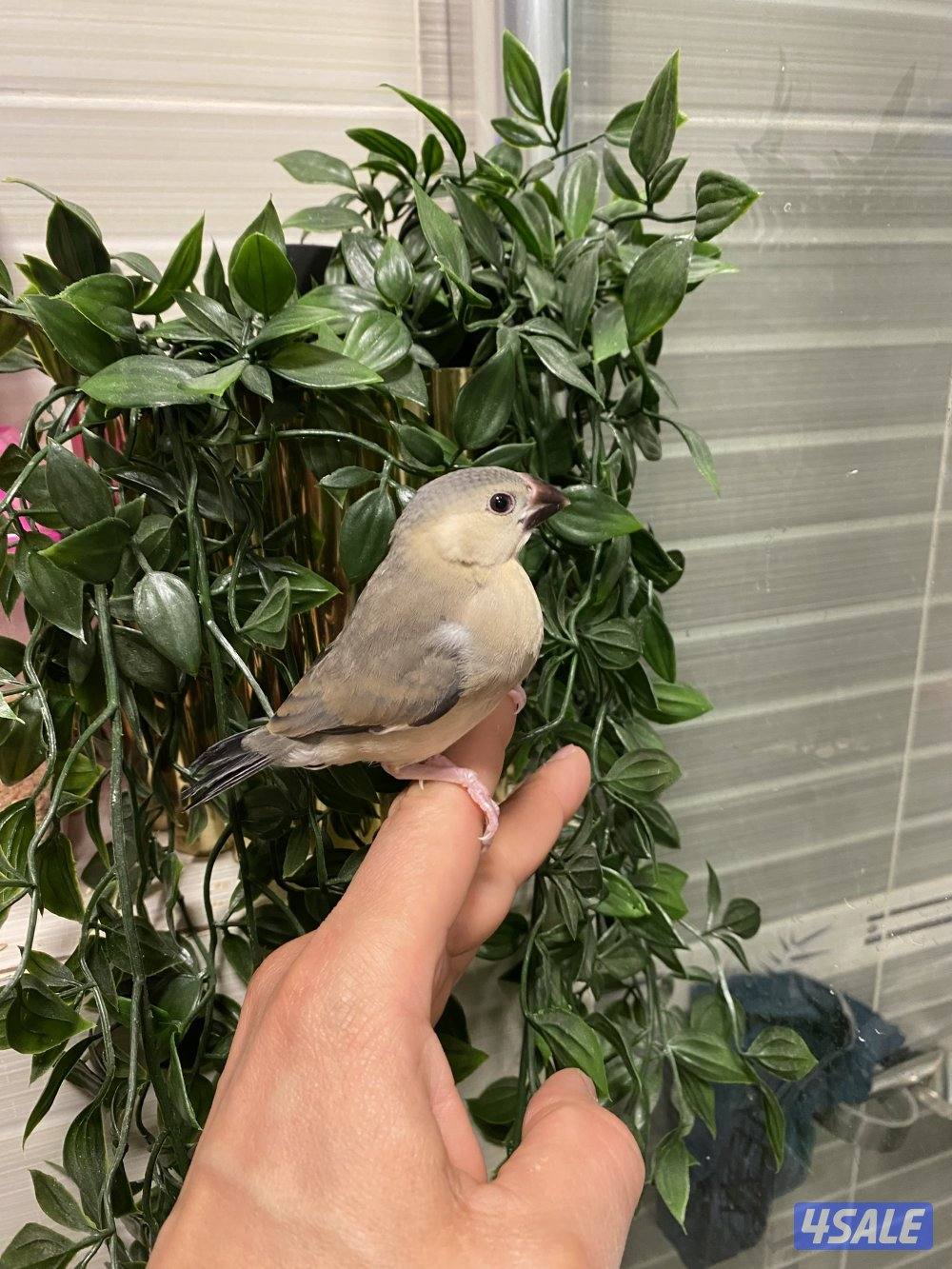 فروخ جاوا ياكل بروحه وعس2