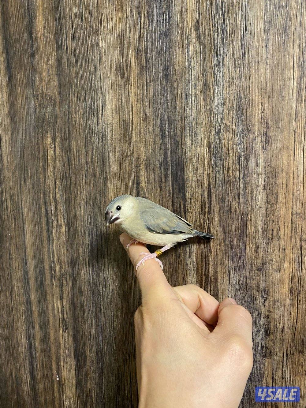 فروخ جاوا ياكل بروحه وعس3