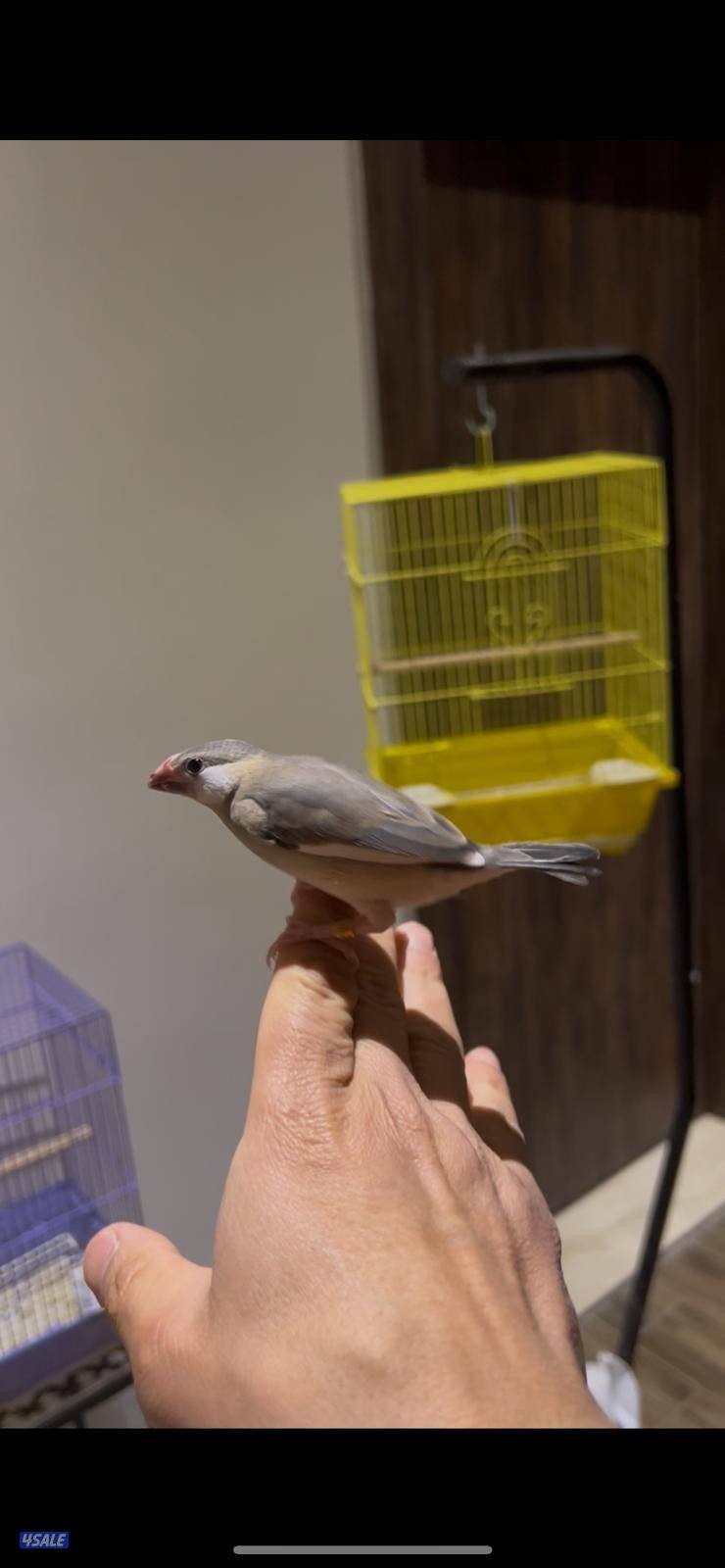 فروخ جاوا ياكل بروحه وعس4