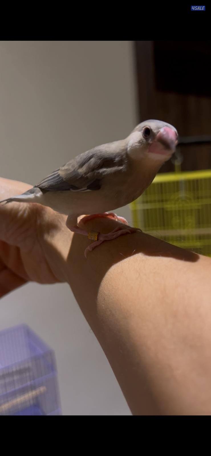 فروخ جاوا ياكل بروحه وعس5