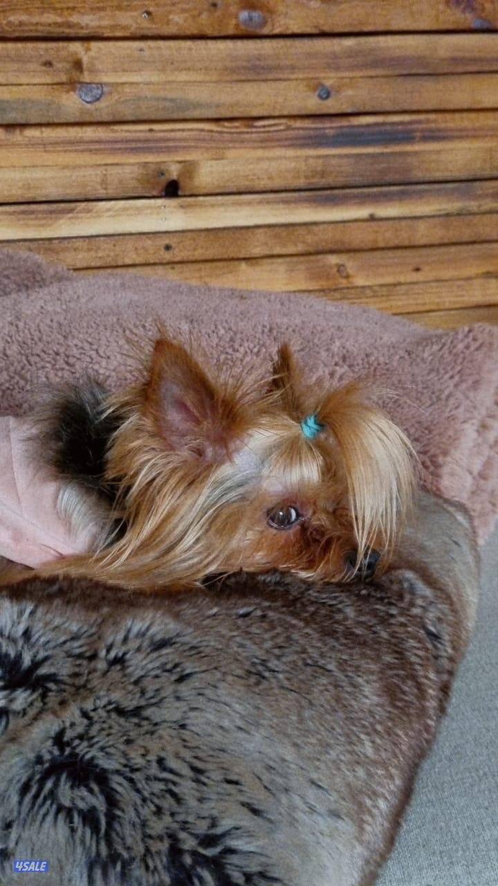 مفقوده كلب يورك الي يلقاه له مكافاه بلقرين ضايعه1