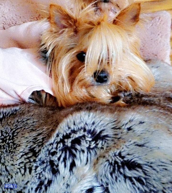 مفقوده كلب يورك الي يلقاه له مكافاه بلقرين ضايعه2