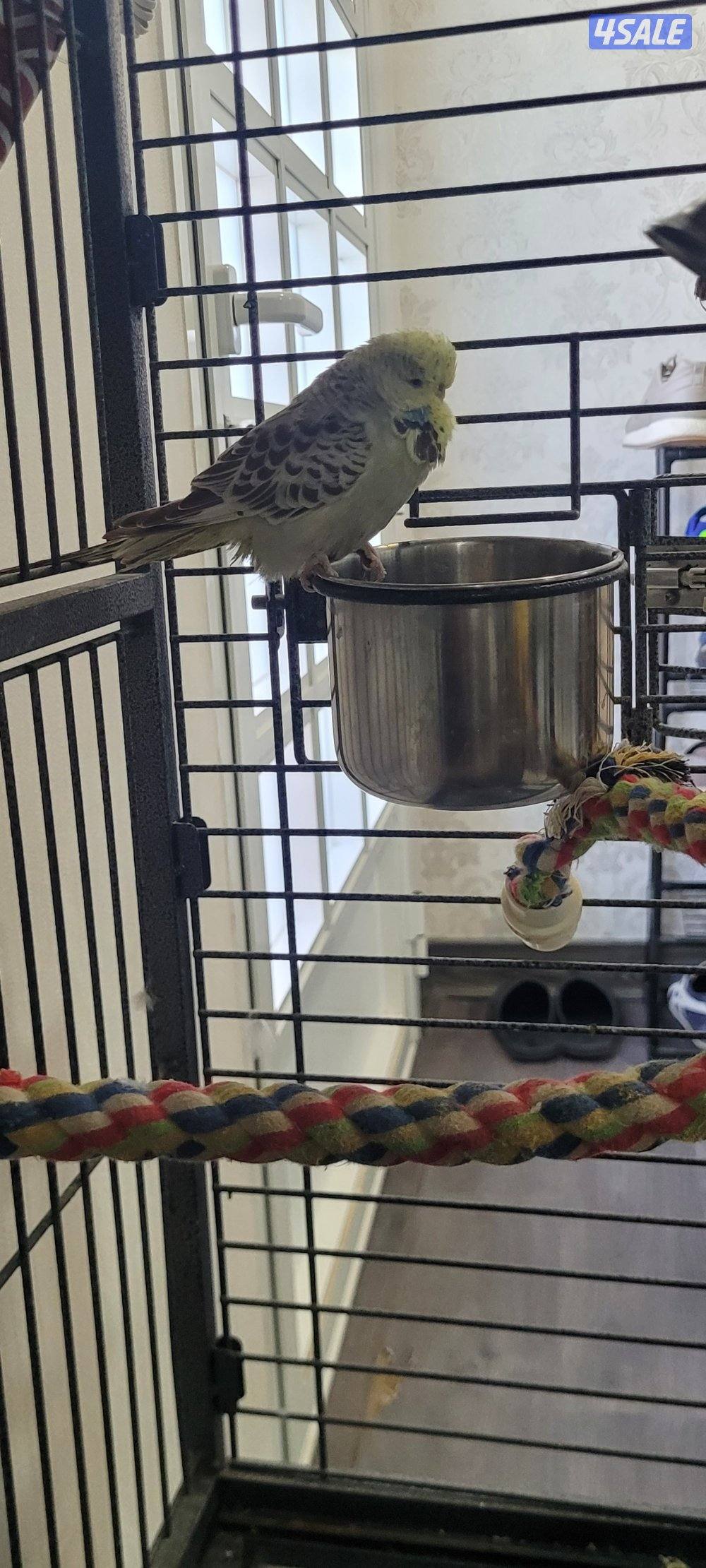 للبيع زوج بادجي النثية انجليزي الذكر هولندي جامبو1