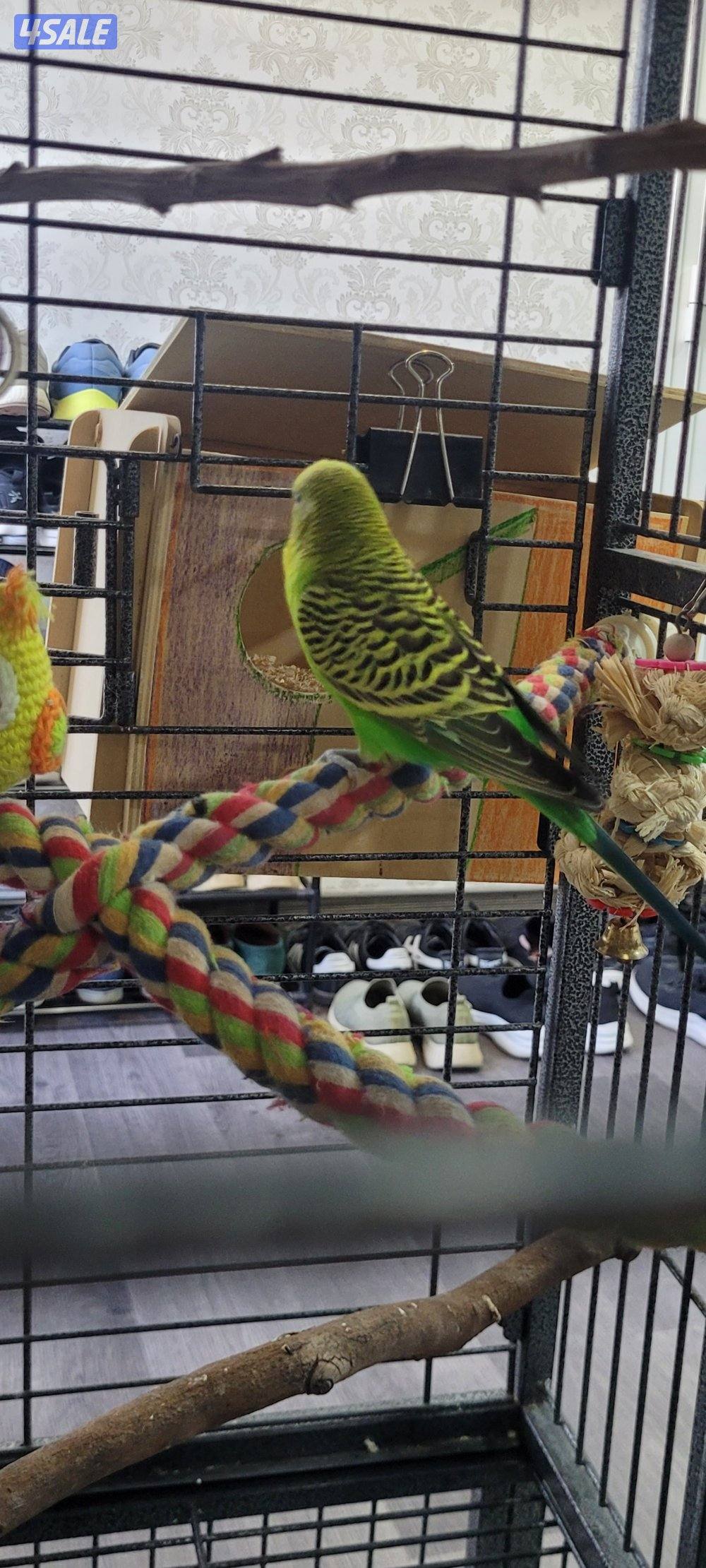 للبيع زوج بادجي النثية انجليزي الذكر هولندي جامبو2