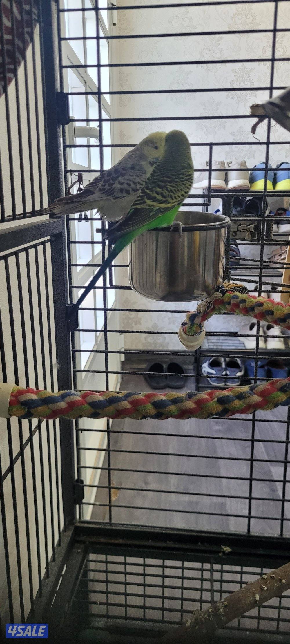 للبيع زوج بادجي النثية انجليزي الذكر هولندي جامبو4