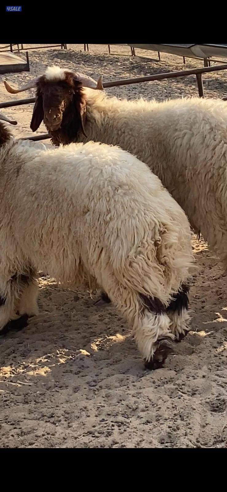 شفالي مربوط اكثر من شهرين أعلاف من المزرعه شرط اللحم مضمون0