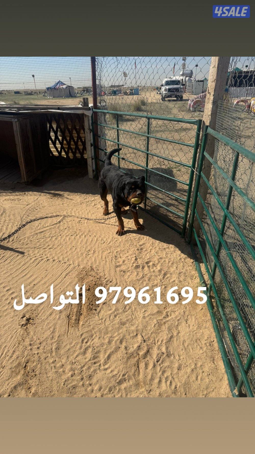 جاب روت ويلر فحل حراسه 100‎%‎ حار فل اوامر العمر سنتين اصلي بيعه سريعه0