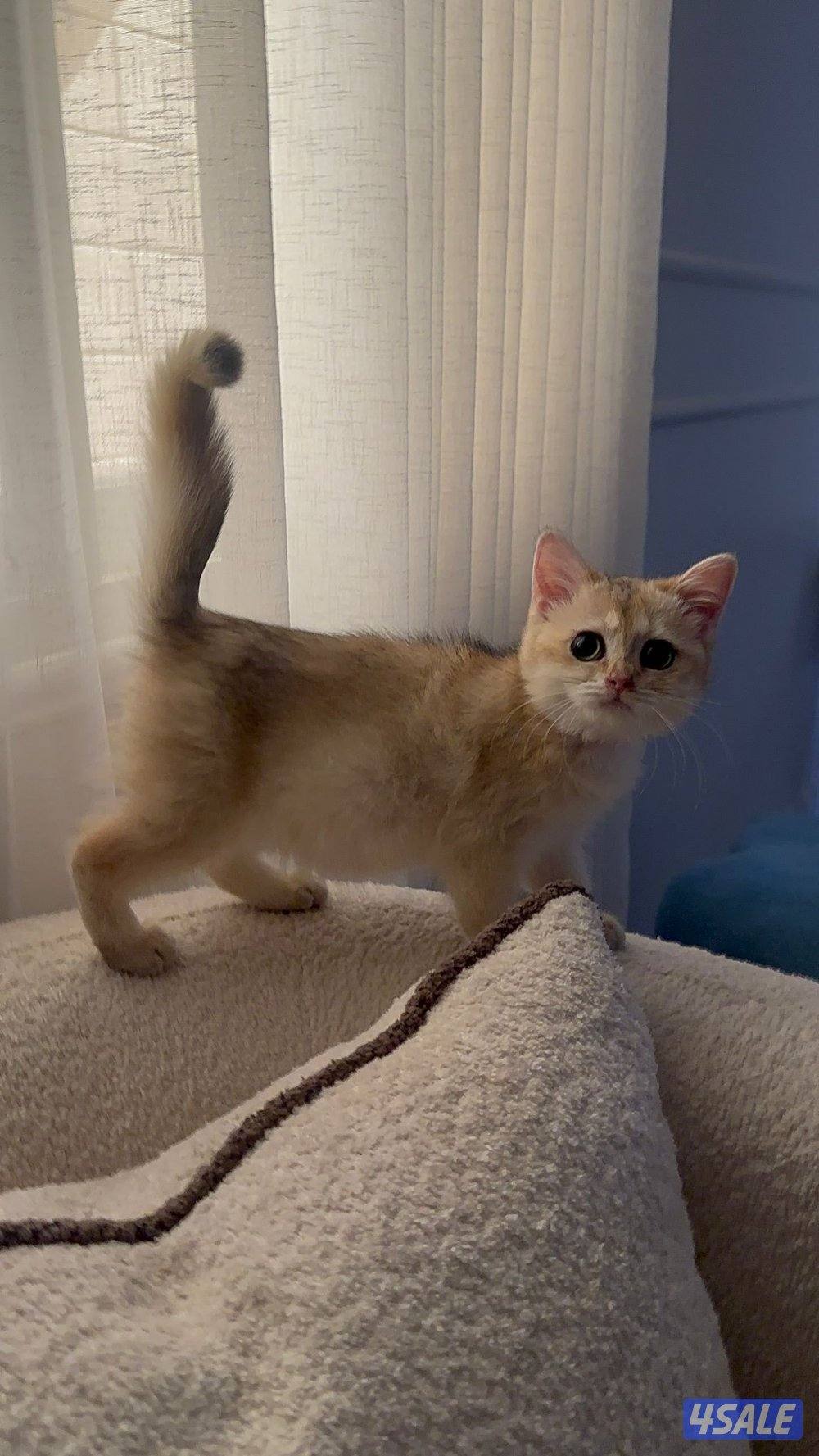 للبيع قطوه سكوتش ستريت قولد ٣ شهور0